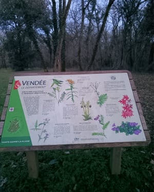 La forêt de Saint Gemme - Sainte-Gemme-la-Plaine - 9
