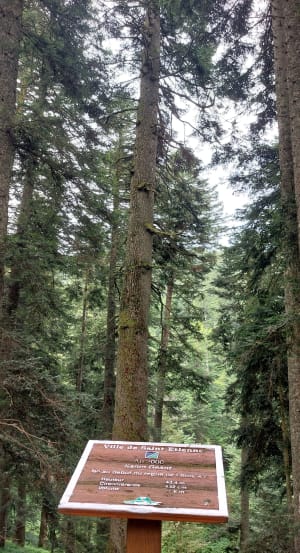 Balade en forêt depuis Pont Souvignet. - Tarentaise - 8