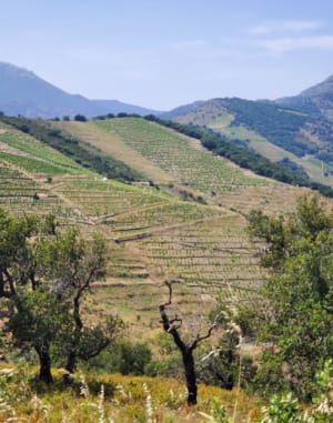 Vignobles de Banyuls-sur-Mer et GR® 10 - Banyuls-sur-Mer - 5