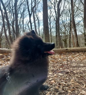 Wandeling in het Marguerite Yourcenar Park - Saint-Jans-Cappel - 8