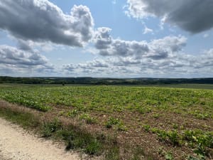 Sortie de Boves, direction le parc Éolien d’Oresmaux - Swann - 3