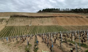 Vignoble de Chablis et crus aux mille et une saveurs - Chablis - 11