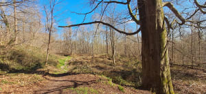 Balade au bois des Dames - tiago - 2