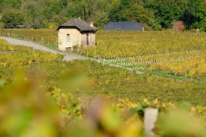Les Tours de Chignin et Saint Anthelme - Chignin - 8