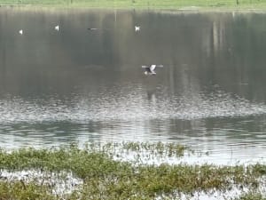 Lac de Vioreau et douceur au bord de l’eau - La Bolinière - 10