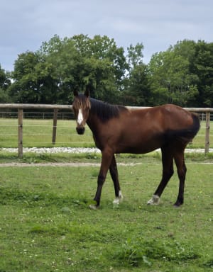 A travers les haras du Pays d'Auge - Sonia - 5