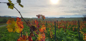 Coteaux du Layon et chant des cigales - Val-du-Layon - 11