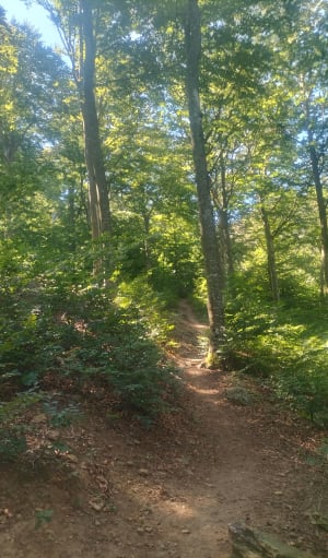 À la conquête du Puig Néulos - Laroque-des-Albères - 14
