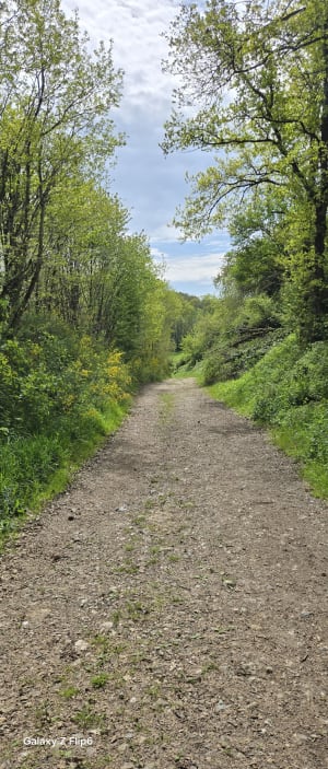 Bois de Seresville - Mainvilliers - 7