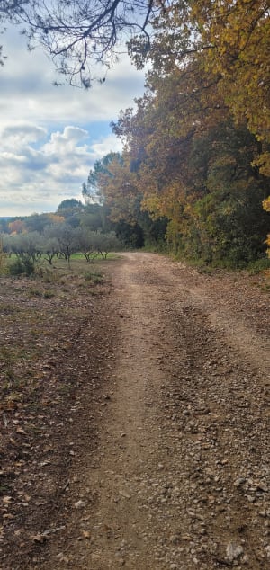 Entre vignes et oliviers depuis Saint-Cannat - Saint-Cannat - 9