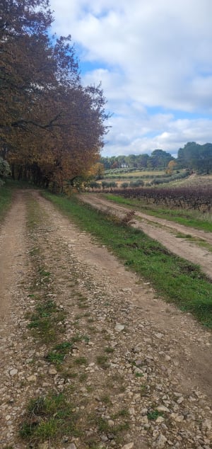 Entre vignes et oliviers depuis Saint-Cannat - Saint-Cannat - 10
