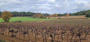 Entre vignes et oliviers depuis Saint-Cannat - Saint-Cannat - 11