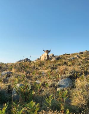 Ascension du Monte San Petru et panoramas corses - Petreto-Bicchisano - 16