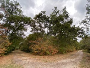 Dans les sous bois de Magudas - Saint-Médard-en-Jalles - 5