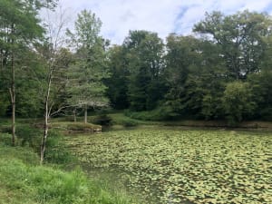 Boucle de l’étang de Caumont et charme caché d'un plan d'eau pittoresque - Catherine - 6