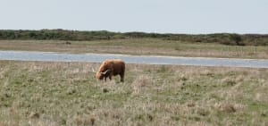 Réserve Naturelle du Platier d’Oye et joyau ornithologique - Oye-Plage - 4
