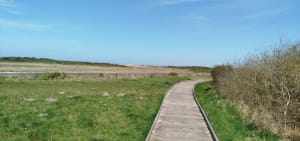 Réserve Naturelle du Platier d’Oye et joyau ornithologique - Oye-Plage - 5