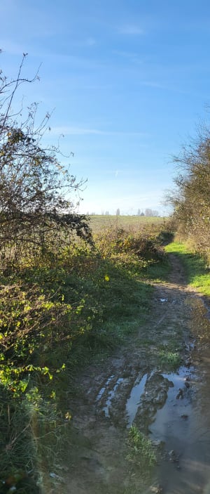 Entre bois et rigoles de Vauhallan - Vauhallan - 12