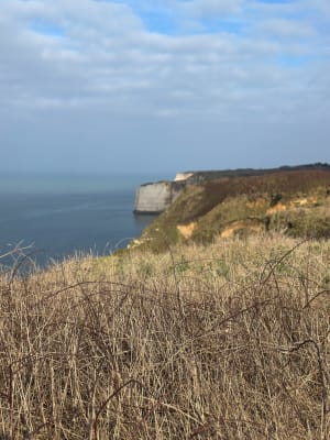 Tilleul - Antifer - Etretat - Le Tilleul - 56