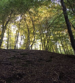 Alligny-en-Morvan et excursion charmante dans le bocage - STEPHANE - 5