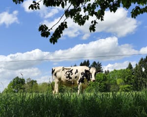 Le chien de serpentine - Vayres - 6