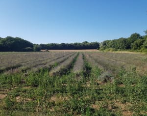 Promenade à Grignan - Grignan - 5
