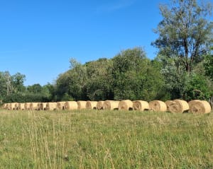 Gours et le Meillac, entre patrimoine, vignobles, prairies et bois - Gours - 12