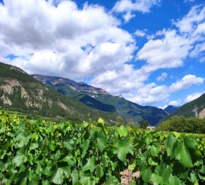 Vignes de Châtillon et dégustation - Châtillon-en-Diois - 5