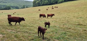 Entre Terre, Eau et Ville à Lyons-la-Forêt - Lyons-la-Forêt - 4