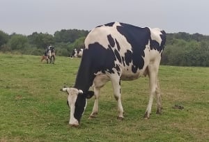 Pointe de Rosvelec - Vannes - 20