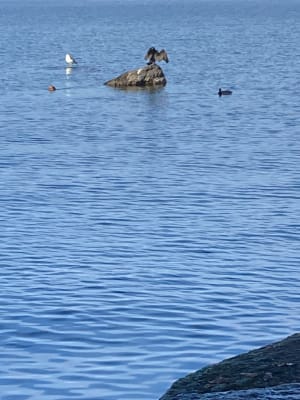 Sortie Séchex et bord du lac - Margencel - 10