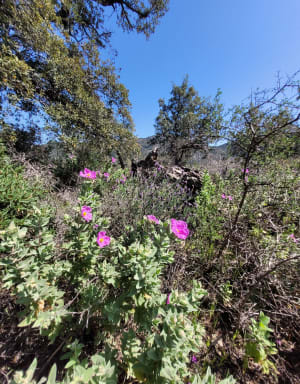 Sentier des Crêtes et piste des Campons de Roquebrune - Roquebrune-sur-Argens - 7