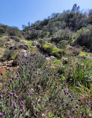 Sentier des Crêtes et piste des Campons de Roquebrune - Roquebrune-sur-Argens - 8