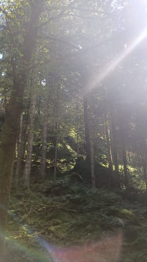 Cascade de la Pissoire, le Haut-du-Tôt. - Vagney - 5