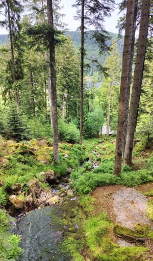 Saut de la Bourrique et Tête de Mérelle à Géradmer - Gérardmer - 34