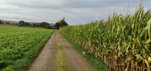 Mottes féodales et campagne flamande apaisée - OUDEZEELE - 6