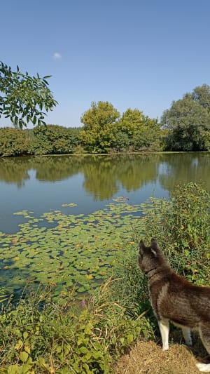 Bord de Seille et peupleraie de Sornay - Sornay - 9