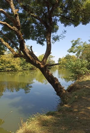 Bord de Seille et peupleraie de Sornay - Sornay - 10
