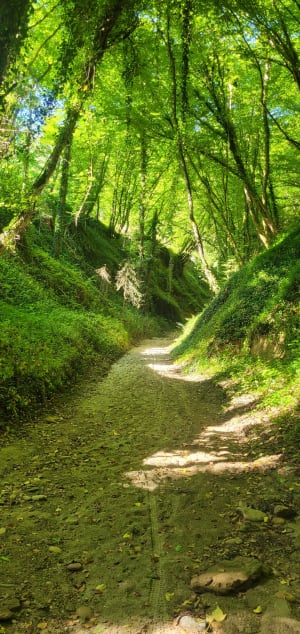 Balade à Chaponnay et Bois de Sarvanay - Chaponnay - 8