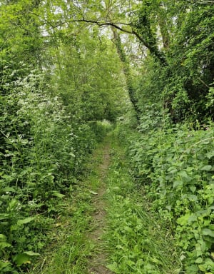 Balade entre chemin et route dans la campagne de Mandeville - Mandeville-en-Bessin - 5