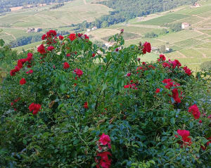 Randonnée au Mont Brouilly - CECILE - 19