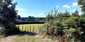 Vigneux-de-Bretagne et agréable sortie en campagne - Vigneux-de-Bretagne - 4