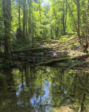 Marche depuis Orgeans-Blanchefontaine - Orgeans-Blanchefontaine - 5