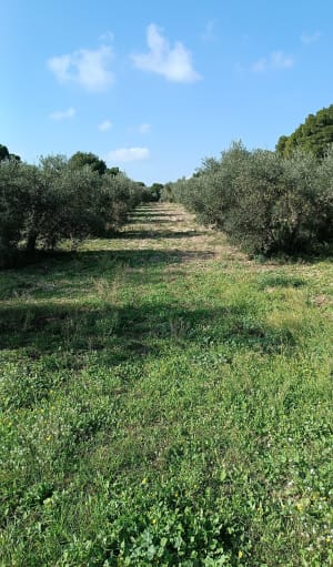 Ga op en neer van Caisses naar Castellas vanuit Mouriès - Mouriès - 21