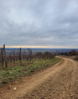 Vignobles et Réserve naturelle des collines de Rouffach - Orschwihr - 4