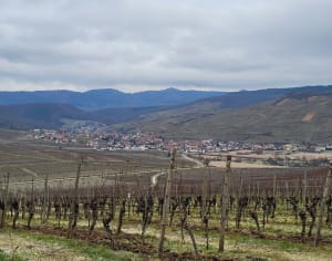 Vignobles et Réserve naturelle des collines de Rouffach - Orschwihr - 5