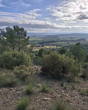 Garrigue Conilhac - Conilhac-Corbières - 3
