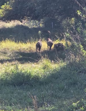 Petite Sauldre et écouter la nature paisible - Ménétréol-sur-Sauldre - 7