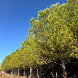 Hauts de Saint Hilaire de Brethmas - Saint-Hilaire-de-Brethmas - 5