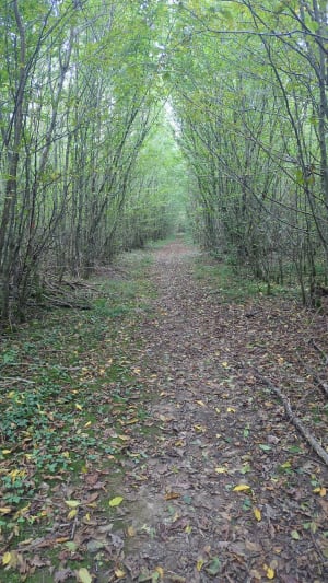 Balade autour de Xeuilley, en plaine et en forêt - Xeuilley - 2